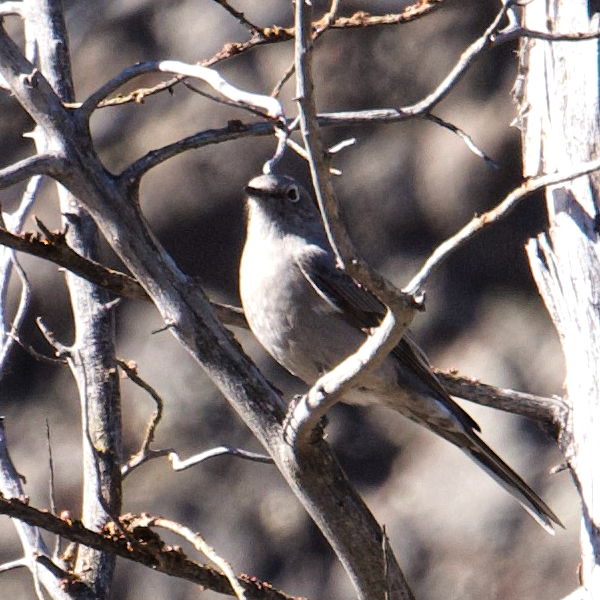 gray-profile-robin.jpg